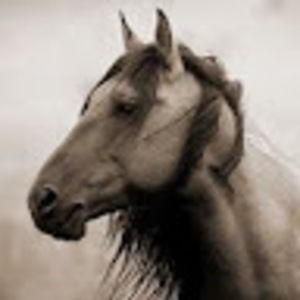 Meet your Posher, Lorri